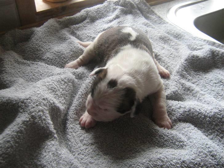 Amerikansk bulldog Dolce&Gabbana billede 3