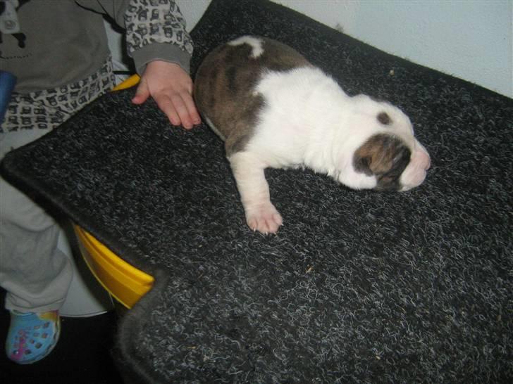 Amerikansk bulldog Dolce&Gabbana billede 4