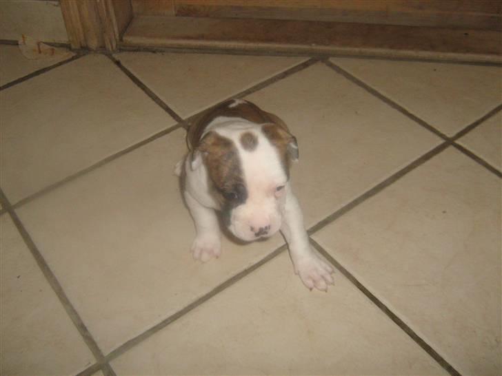 Amerikansk bulldog Dolce&Gabbana billede 5