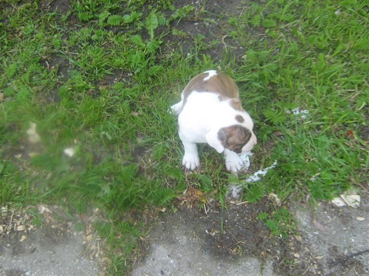 Amerikansk bulldog Dolce&Gabbana billede 6