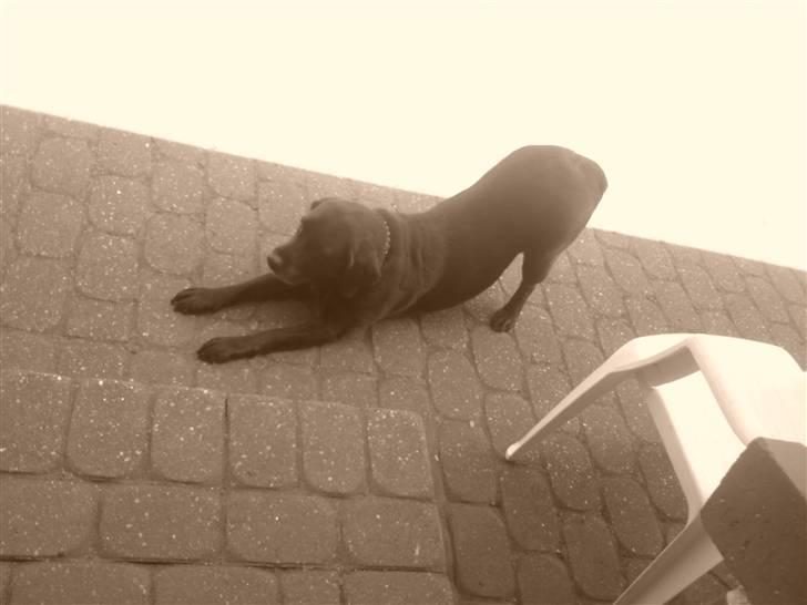 Labrador retriever *Aflivet, R.I.P. - Bella  billede 10