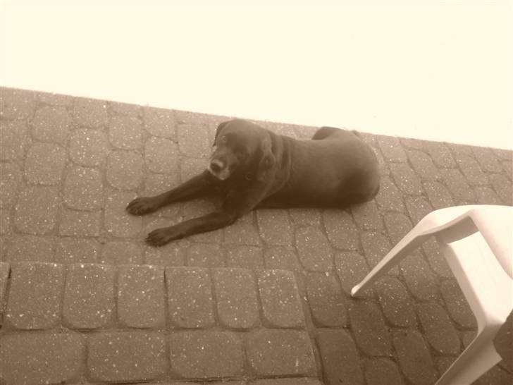 Labrador retriever *Aflivet, R.I.P. - Bella  billede 11
