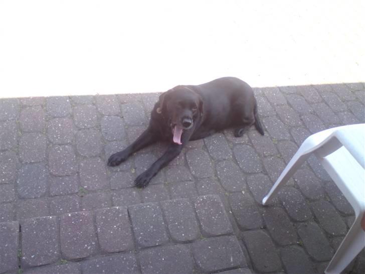 Labrador retriever *Aflivet, R.I.P. - Bella  billede 12