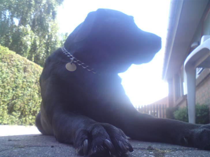 Labrador retriever *Aflivet, R.I.P. - Bella  billede 13