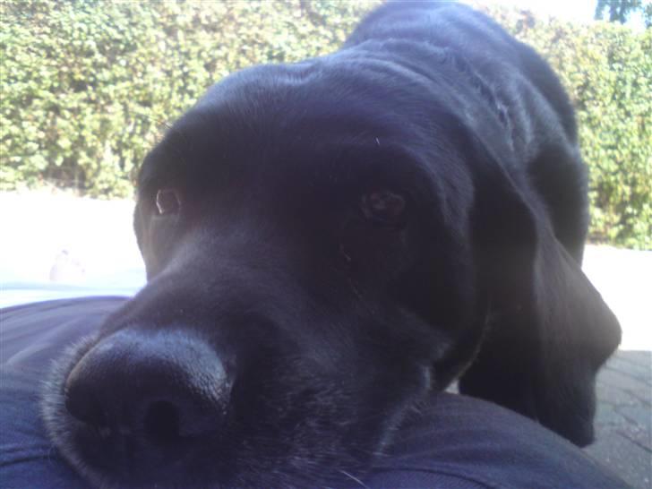Labrador retriever *Aflivet, R.I.P. - Bella  billede 14