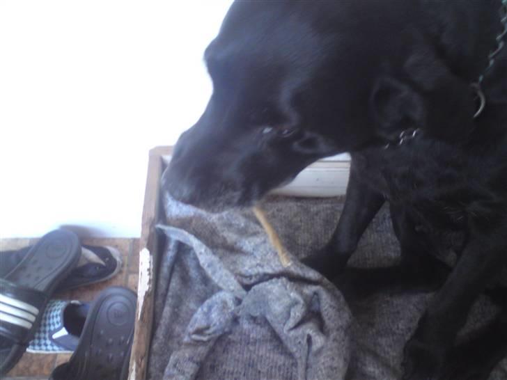 Labrador retriever *Aflivet, R.I.P. - Bella  billede 15