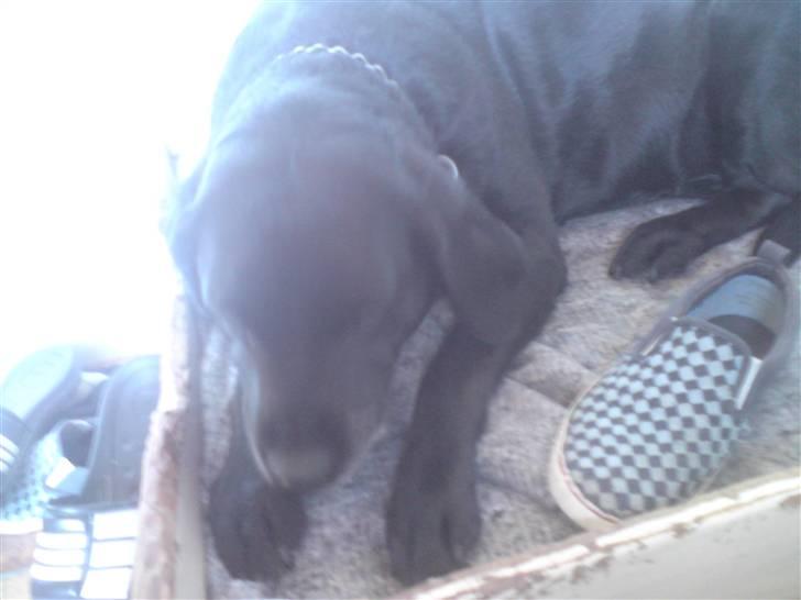 Labrador retriever *Aflivet, R.I.P. - Bella  billede 16