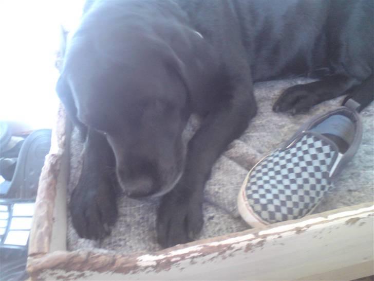 Labrador retriever *Aflivet, R.I.P. - Bella  billede 17