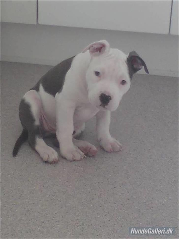 Amerikansk staffordshire terrier Dia - 1/5-2009
- lige kommet hjem til mit nye hjem, og aller første billede der er blevet taget af mig :-) billede 4