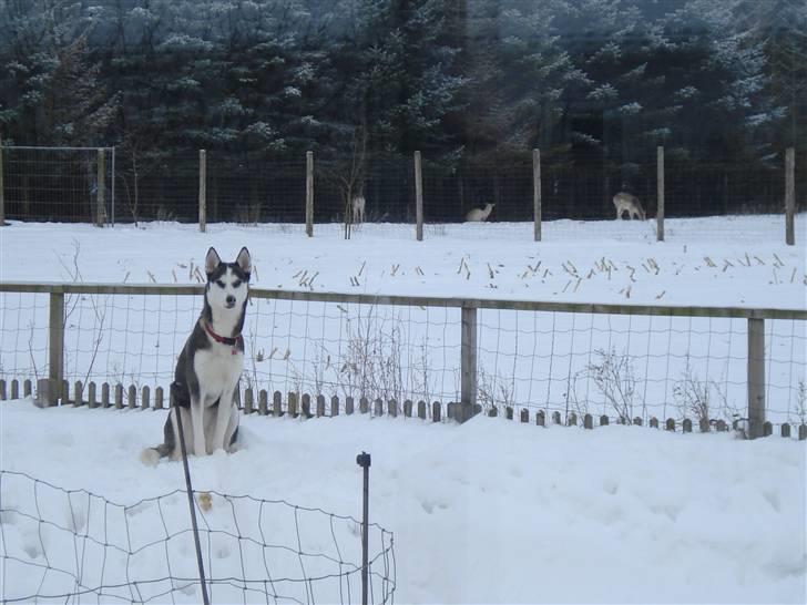 Siberian husky Sasha billede 14