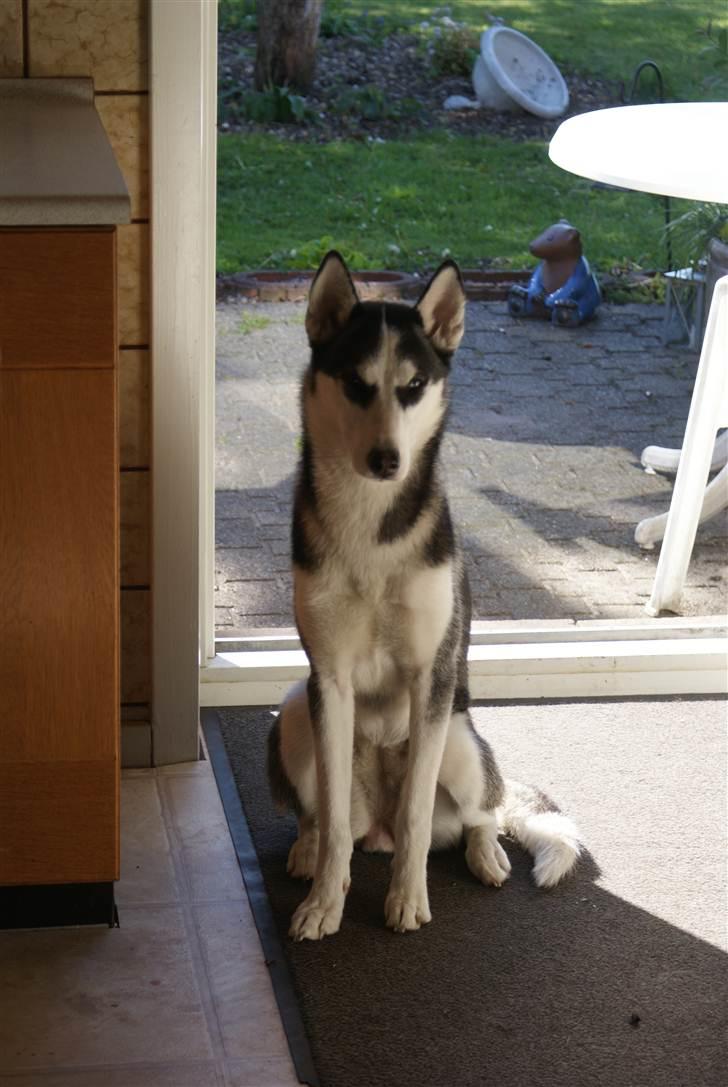 Siberian husky Sasha - Godt gammelt billede jeg har fundet frem fra gemmeren. :) billede 15