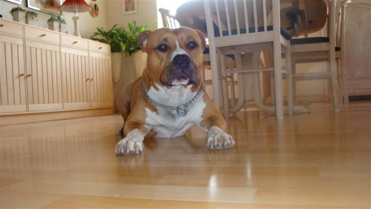 Amerikansk staffordshire terrier lissa r.i.p billede 7