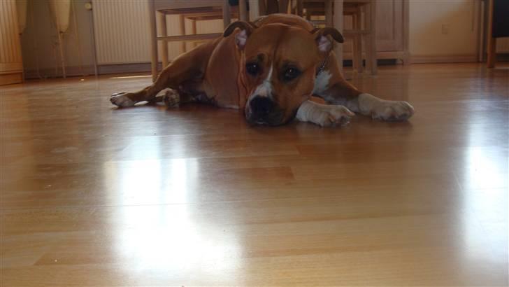 Amerikansk staffordshire terrier lissa r.i.p billede 8