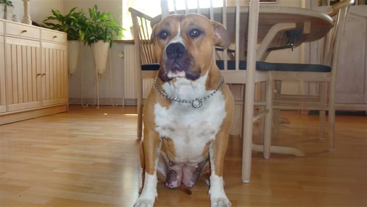 Amerikansk staffordshire terrier lissa r.i.p billede 9