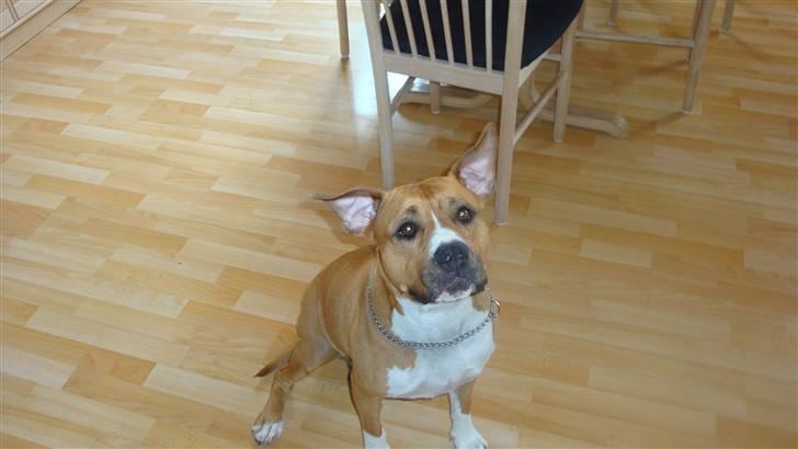 Amerikansk staffordshire terrier lissa r.i.p billede 10