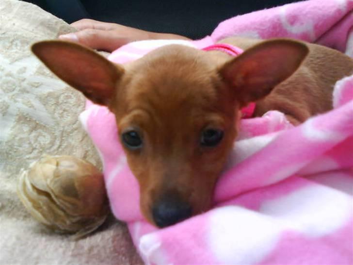 Dvaergpinscher Puta - 8 uger og stadig en lille baby. billede 10