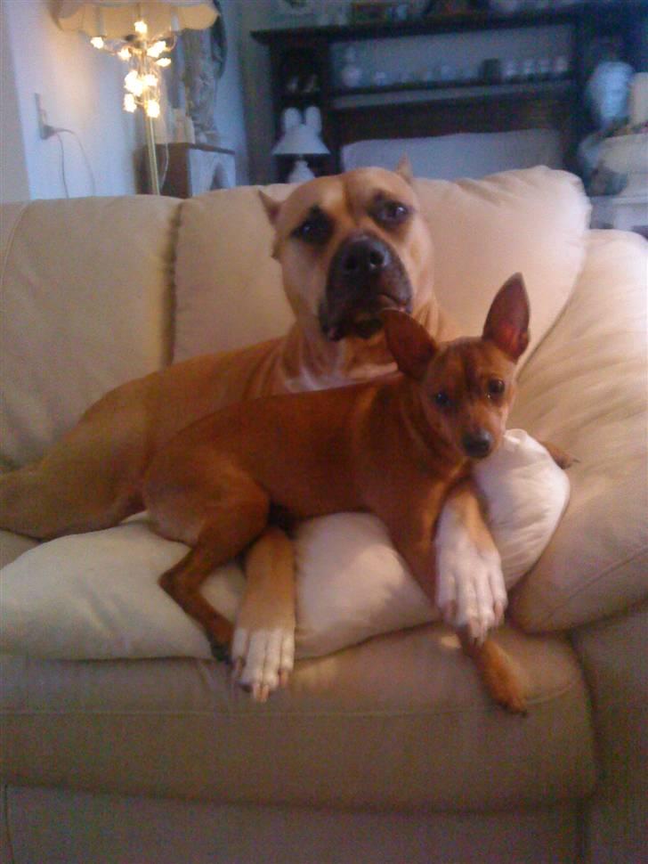 Dvaergpinscher Puta - Åhhh, det er dejligt at ligge i Pradas favn. billede 11