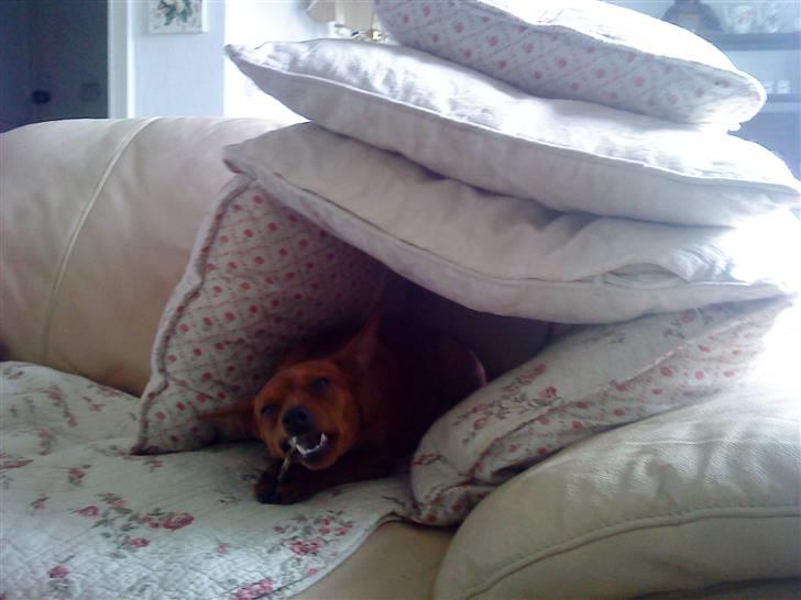 Dvaergpinscher Puta - Hyggeligt med et lille tyggeben i sin hule. :-) billede 12