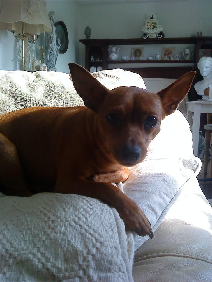 Dvaergpinscher Puta billede 13