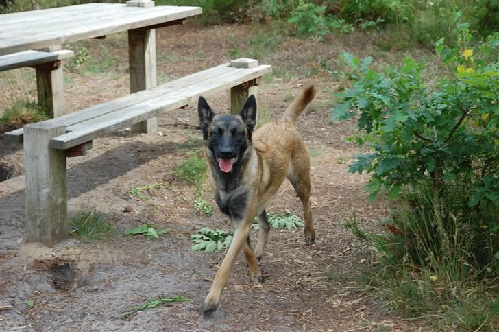 Malinois Honda van de Duretorre billede 4