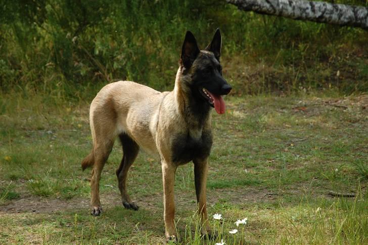 Malinois Honda van de Duretorre billede 5