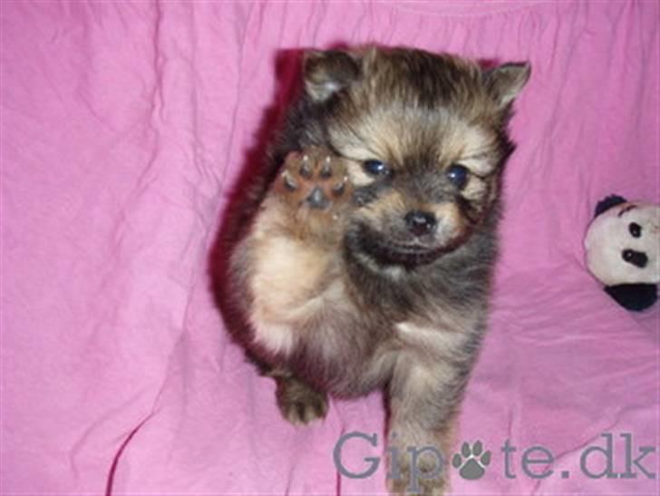 Chihuahua Jynti billede 1