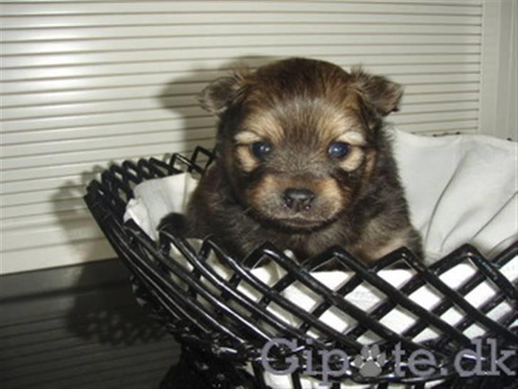Chihuahua Jynti billede 2
