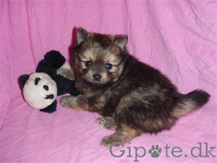 Chihuahua Jynti billede 3