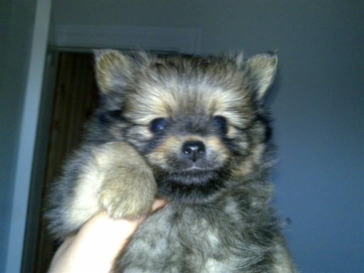 Chihuahua Jynti billede 4