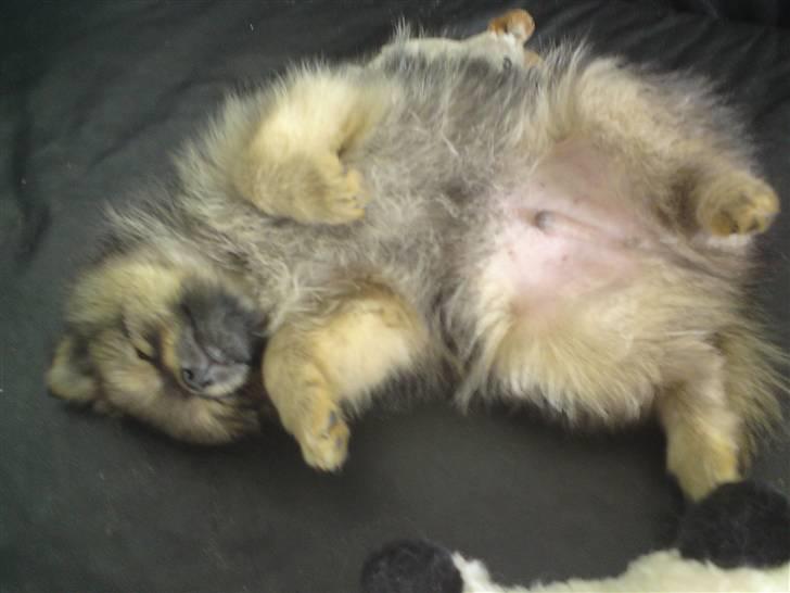 Chihuahua Jynti billede 5
