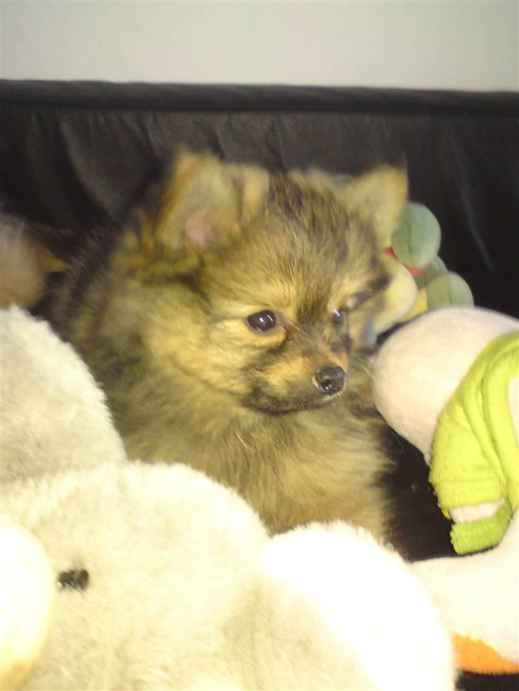 Chihuahua Jynti billede 6