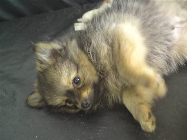 Chihuahua Jynti billede 7