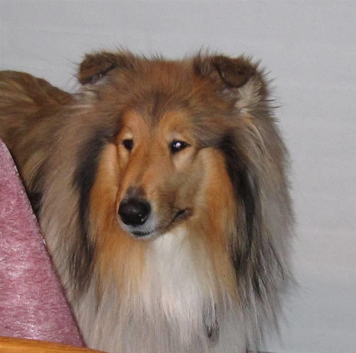 Collie langhåret Beyond Imagination - Mio billede 9