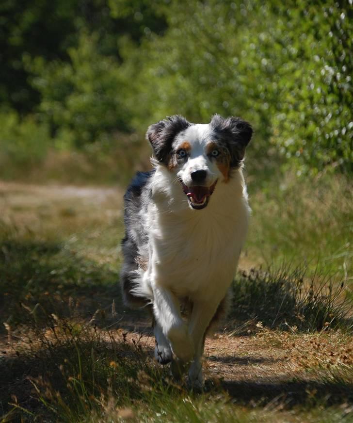 Australian shepherd Gaia billede 14