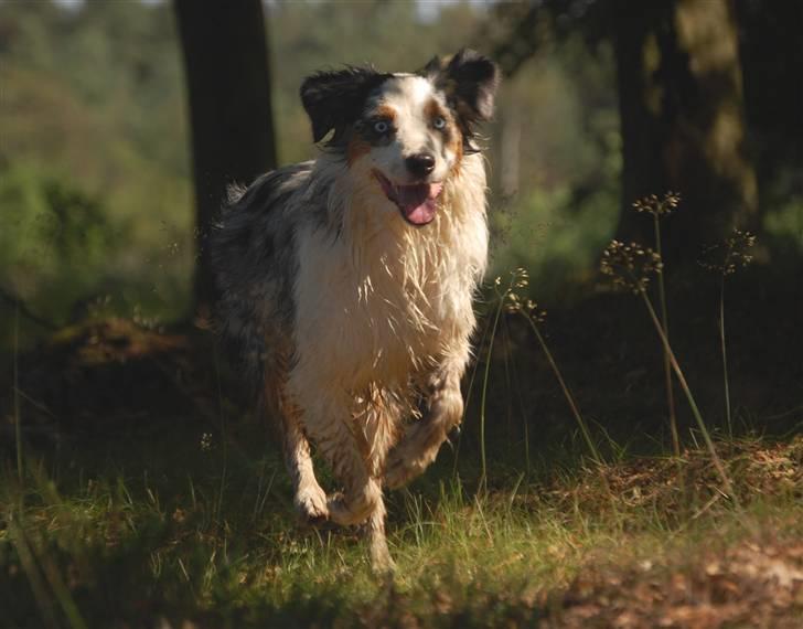 Australian shepherd Gaia billede 15