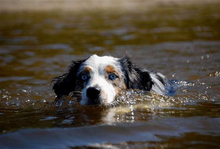 Australian shepherd Gaia billede 16