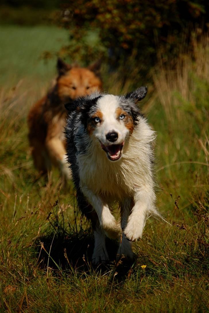 Australian shepherd Gaia billede 17