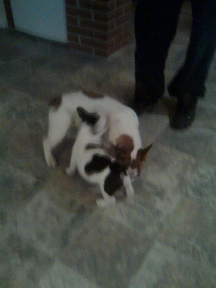 Fransk bulldog Benjamin billede 3