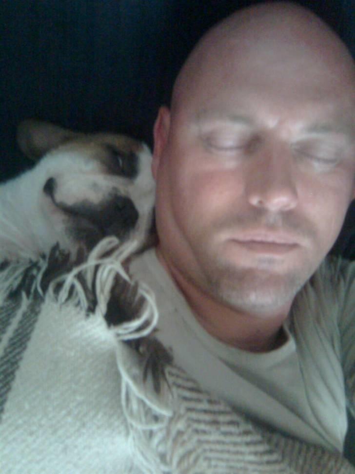 Fransk bulldog Benjamin billede 5