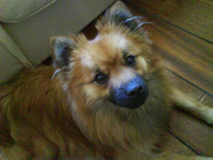 Mittelspitz Victor billede 1