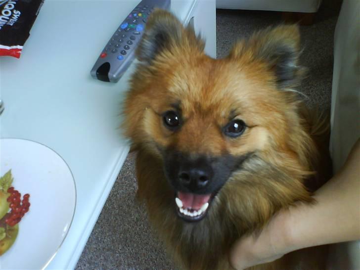 Mittelspitz Victor billede 2