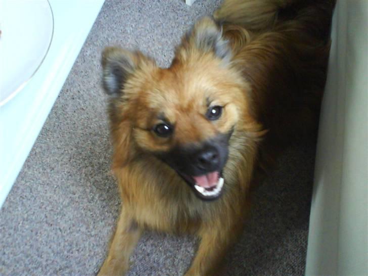 Mittelspitz Victor billede 3