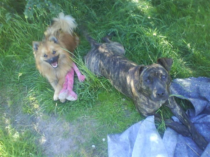 Mittelspitz Victor billede 4