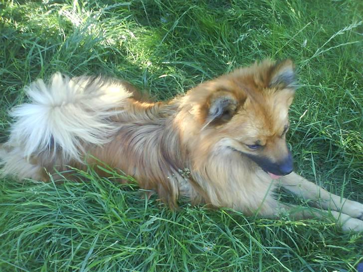 Mittelspitz Victor billede 5