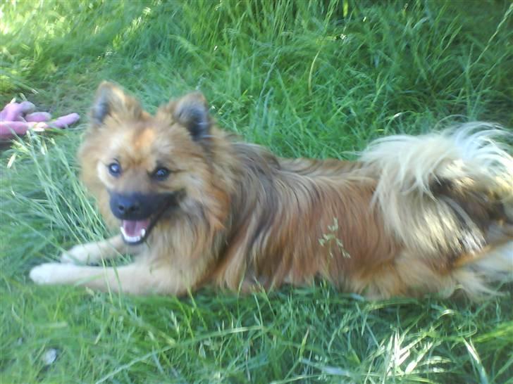 Mittelspitz Victor billede 6