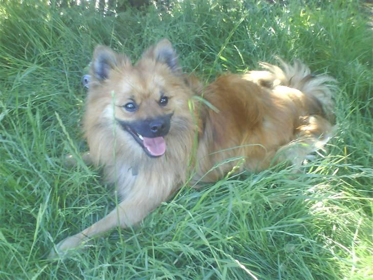 Mittelspitz Victor billede 7