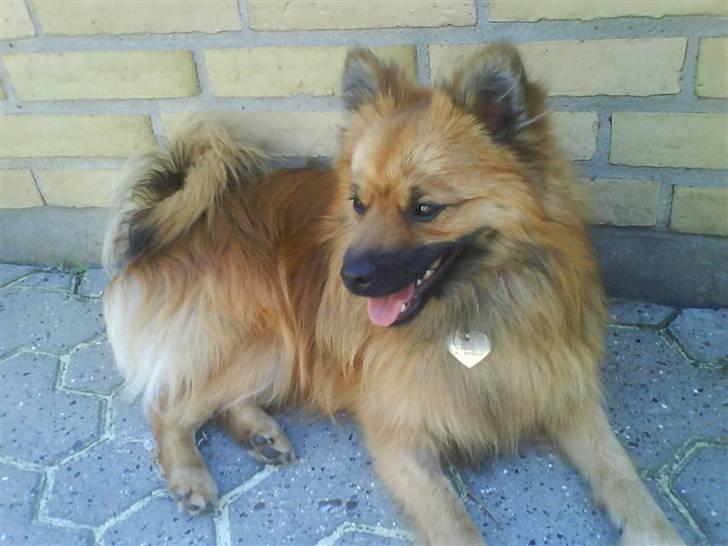 Mittelspitz Victor billede 8