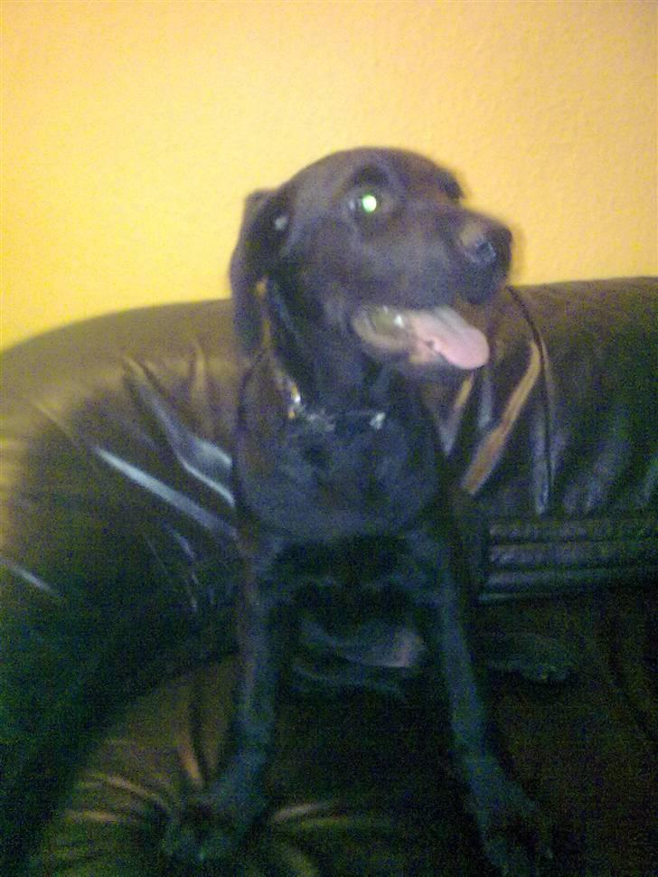 Blanding af racer Skipper billede 1