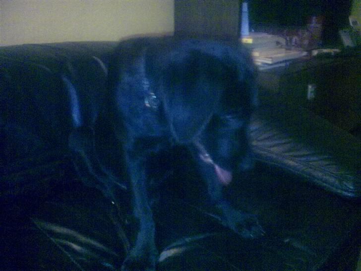 Blanding af racer Skipper billede 2