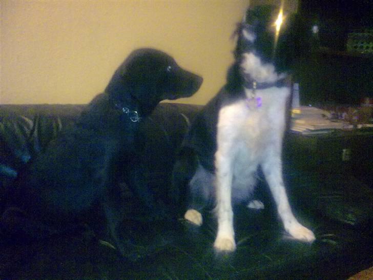 Blanding af racer Skipper billede 3